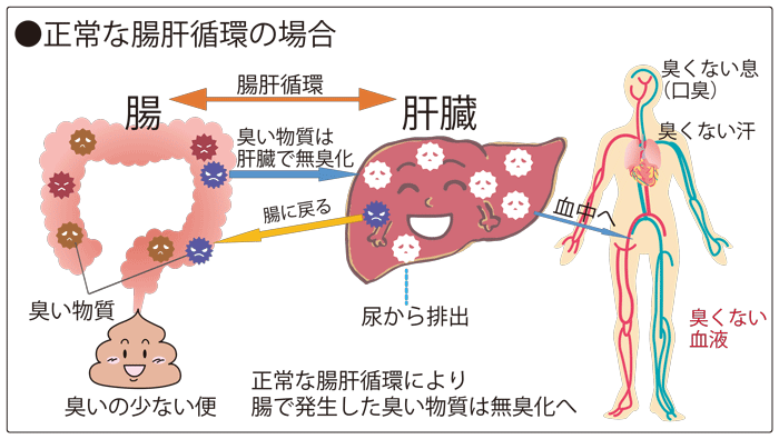 正常な腸肝循環